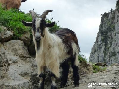 Ruta del Cares - Garganta Divina - Parque Nacional de los Picos de Europa;excursiones desde madrid